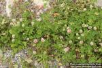 Photo: Trifolium hybridum 0.