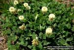 Photo: Trifolium repens 1.