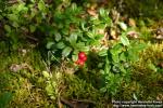 Photo: Vaccinium vitis idaea 4.