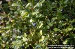 Photo: Vaccinium myrtillus 2.