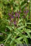 Photo: Verbena hastata 6.