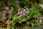 Photo: Veronica officinalis 07.