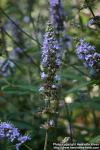 Photo: Vitex agnus castus 5.