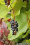 Photo: Vitis labrusca 0.