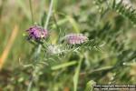 Photo: Vicia cracca 11.